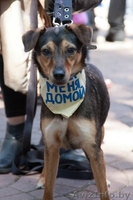 Пинча - 1,5 года, похожа на метиса пинчера.   - Изображение #3, Объявление #737589