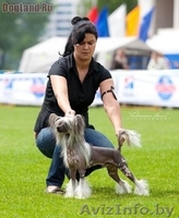 Китайской хохлатой ИнтерЧемпион приглашает подруг на вязку - Изображение #6, Объявление #512109