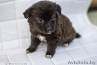 маленькие щенки и их мама в дар - Изображение #6, Объявление #735289