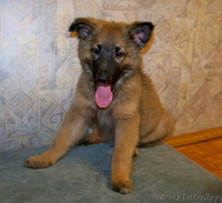 Щенок в дар! Вырастет крупным! - Изображение #2, Объявление #744978