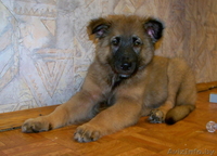 Щенок в дар! Вырастет крупным! - Изображение #3, Объявление #744978
