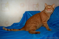 Красивый рыжий кот в дар! - Изображение #2, Объявление #745911