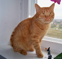 Красивый рыжий кот в дар! - Изображение #1, Объявление #745911
