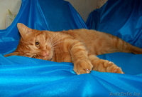 Красивый рыжий кот в дар! - Изображение #5, Объявление #745911