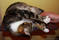 БУРЯТ - мраморный мачо с белой манишкой, 1,5 года, В ДАР - Изображение #1, Объявление #746729