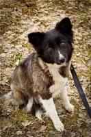 маленькие щенки и их мама в дар - Изображение #7, Объявление #735289