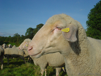 Продаём овец мясной породы МЕРИНОС  - Изображение #2, Объявление #745988