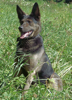 Собака Чара в добрые руки - Изображение #3, Объявление #742008