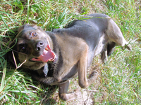 Собака Чара в добрые руки - Изображение #1, Объявление #742008