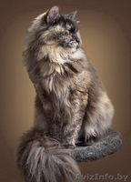 Чера - черепаховая красота - Изображение #4, Объявление #742036