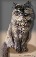 Чера - черепаховая красота - Изображение #5, Объявление #742036