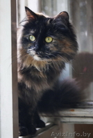 Чера - черепаховая красота - Изображение #2, Объявление #742036