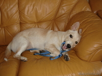  щенок маленькой собачки в добрые руки - Изображение #1, Объявление #748776