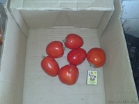 Продаем Свежий Томат "пальчик" - Изображение #3, Объявление #744090