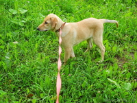 Джессика- рыженькая маленькая модель  дар - Изображение #2, Объявление #735270