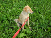 Джессика- рыженькая маленькая модель  дар - Изображение #3, Объявление #735270