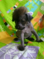 Китайская хохлатая мальчик с идеальным заростом, отлично сложен.Кушает сам.  - Изображение #2, Объявление #747217