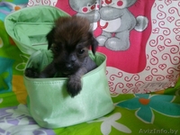 Китайская хохлатая мальчик с идеальным заростом, отлично сложен.Кушает сам.  - Изображение #3, Объявление #747217