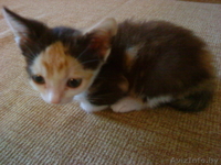 Крошечная Кися - крошка на ладошке - в ДАР! - Изображение #2, Объявление #732608