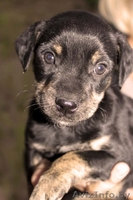 Вот оно Ваше счастье Звоните оно Вас ждет - Изображение #1, Объявление #743559