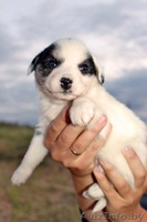 Вот оно Ваше счастье Звоните оно Вас ждет - Изображение #3, Объявление #743559