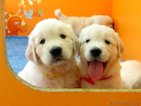 Золотистые ретриверы от MAJESTIC Dog - Изображение #1, Объявление #746011