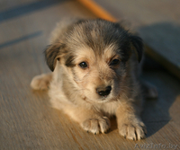 Двух месячные щенки в дар! - Изображение #1, Объявление #735878