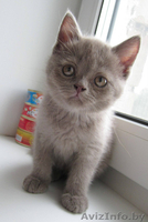 Очаровтельные британские котята - Изображение #2, Объявление #739411