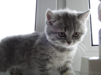 Очаровтельные британские котята - Изображение #3, Объявление #739411