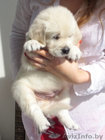 Золотистые ретриверы от MAJESTIC Dog - Изображение #2, Объявление #746011