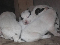 средеазиадская овчарка,туркменский алабай щенки. - Изображение #3, Объявление #739834