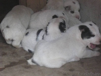 средеазиадская овчарка,туркменский алабай щенки. - Изображение #2, Объявление #739834