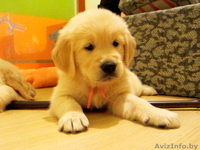 Золотистые ретриверы от MAJESTIC Dog - Изображение #5, Объявление #746011