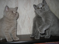 Британские котята шоу класса - Изображение #1, Объявление #733604