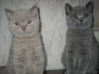 Британские котята шоу класса - Изображение #2, Объявление #733604