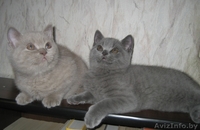 Британские котята шоу класса - Изображение #3, Объявление #733604