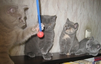 Британские котята шоу класса - Изображение #5, Объявление #733604