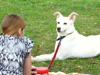 чудесная собака в хорошие руки! - Изображение #2, Объявление #737550