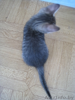 КОТЕНОК В ДОБРЫЕ РУКИ!!! - Изображение #1, Объявление #732200