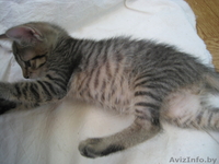 КОТЕНОК В ДОБРЫЕ РУКИ!!! - Изображение #2, Объявление #732200