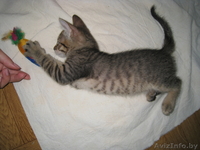 КОТЕНОК В ДОБРЫЕ РУКИ!!! - Изображение #3, Объявление #732200