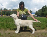 Голден ретривер, Щенки из питомника \"Мое Сокровище\" - Изображение #1, Объявление #736545