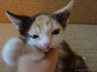 Крошечная Кися - крошка на ладошке - в ДАР! - Изображение #1, Объявление #732608