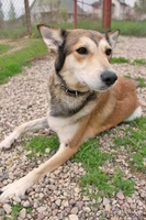 Кен - собака инвалид в поиске нового дома  ( в дар) - Изображение #3, Объявление #735280