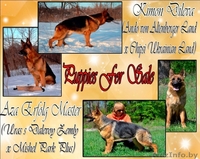 Подрощенная высокопородная девочка породы Немецкая овчарка  - Изображение #2, Объявление #737491