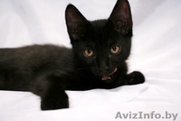 Котенок в ДАР. Черныш –покоритель мира - Изображение #1, Объявление #734553