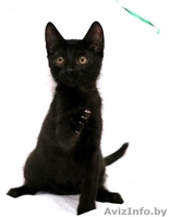 Котенок в ДАР. Черныш –покоритель мира - Изображение #3, Объявление #734553