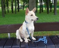  щенок маленькой собачки в добрые руки - Изображение #2, Объявление #748776