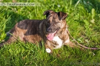 Барби ищет хозяина - Изображение #2, Объявление #748470