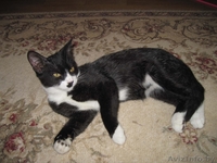 МИШЕЛЬ - черно-белый котенок 5 мес. - Изображение #2, Объявление #736713